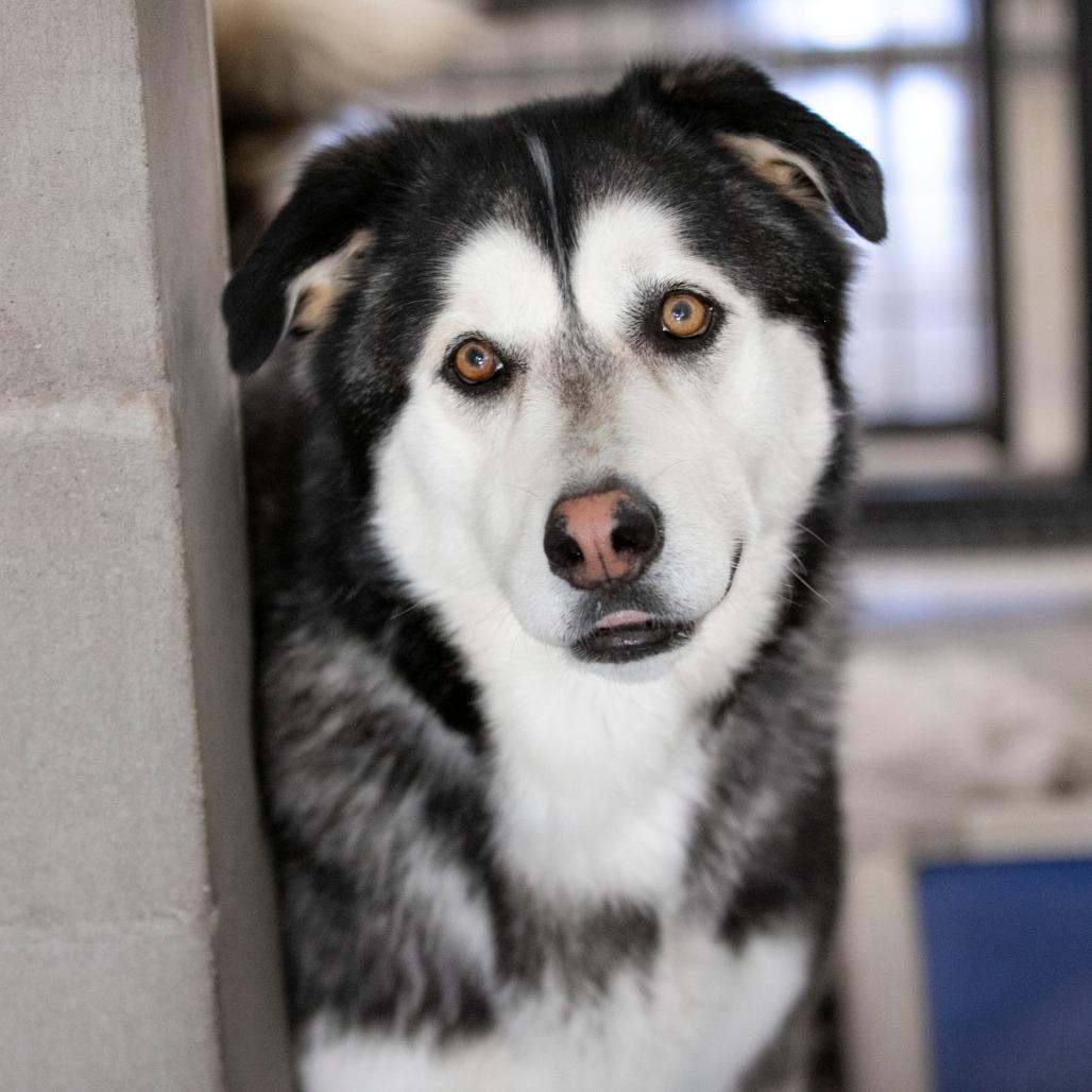 Enlarge Shaggy (MR26-108), a Adoptable Alaskan Malamute in Peyton, CO image 4/6