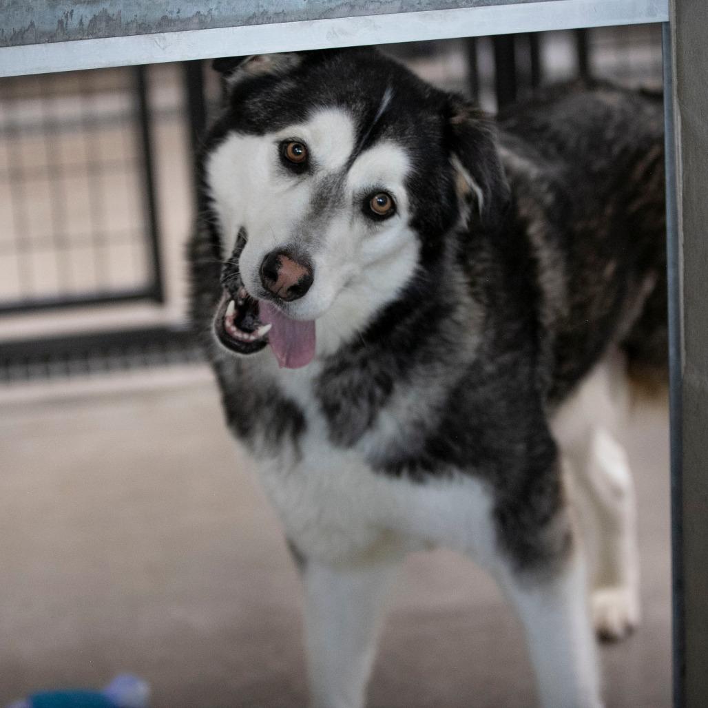 Enlarge Shaggy (MR26-108), a Adoptable Alaskan Malamute in Peyton, CO image 5/6