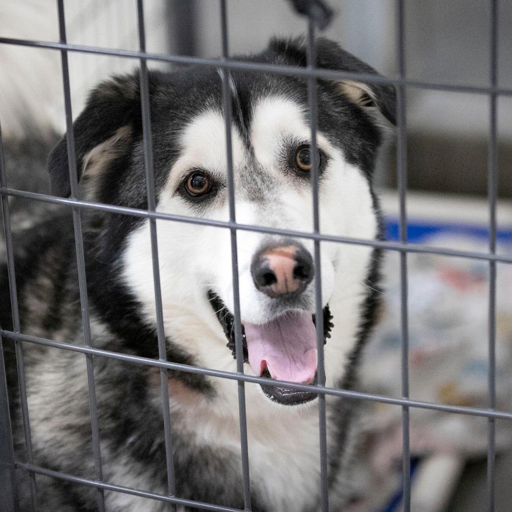 Enlarge Shaggy (MR26-108), a Adoptable Alaskan Malamute in Peyton, CO image 6/6