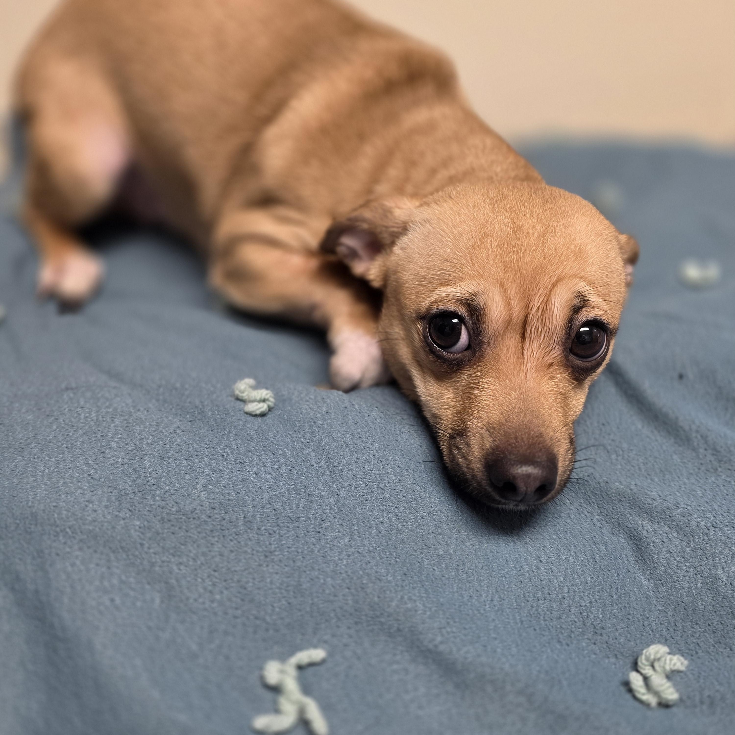 Enlarge Gigi, a Adoptable Chihuahua in Lacona, NY image 2/5