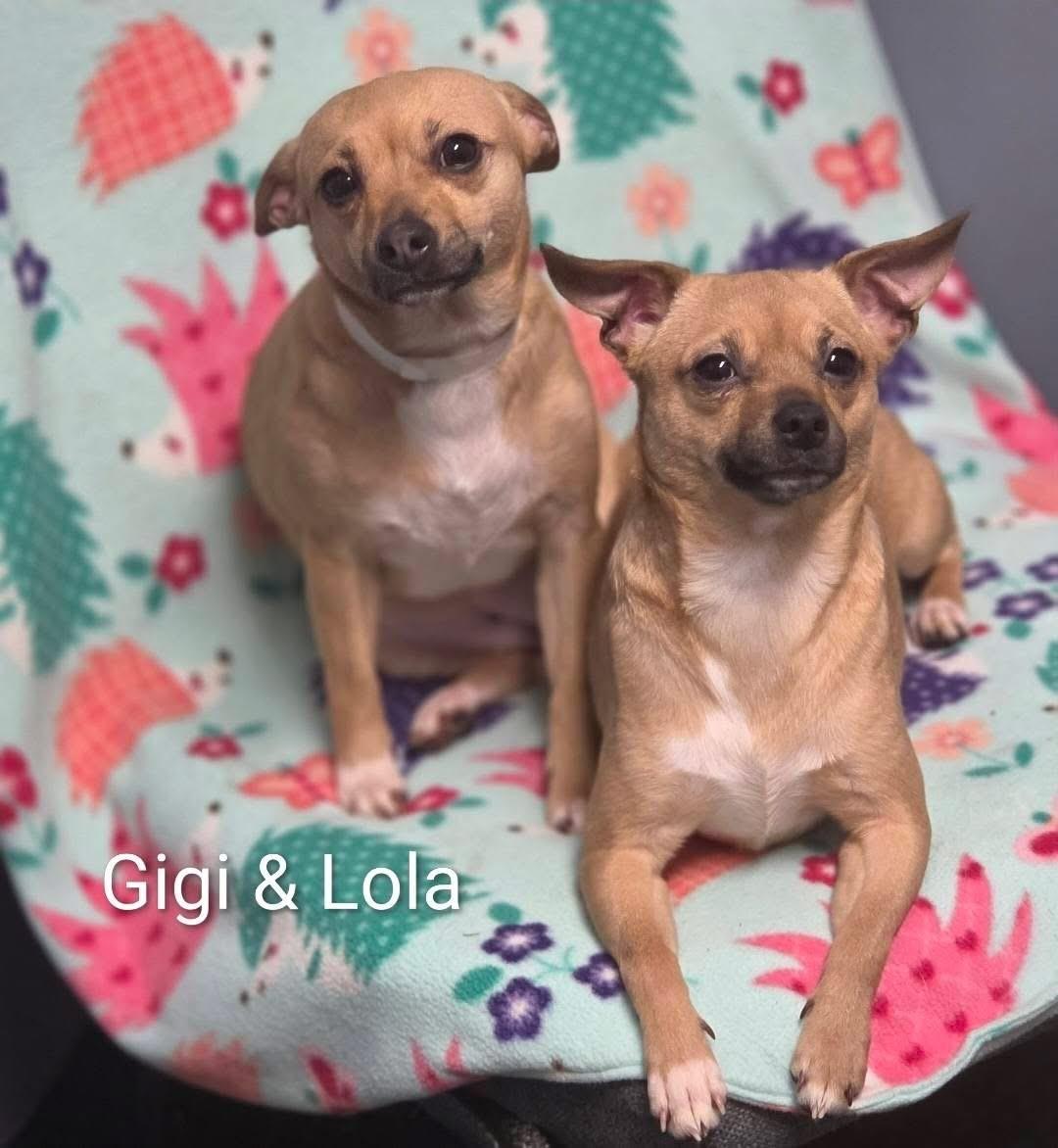 Gigi, Adoptable, Adult Female Chihuahua.