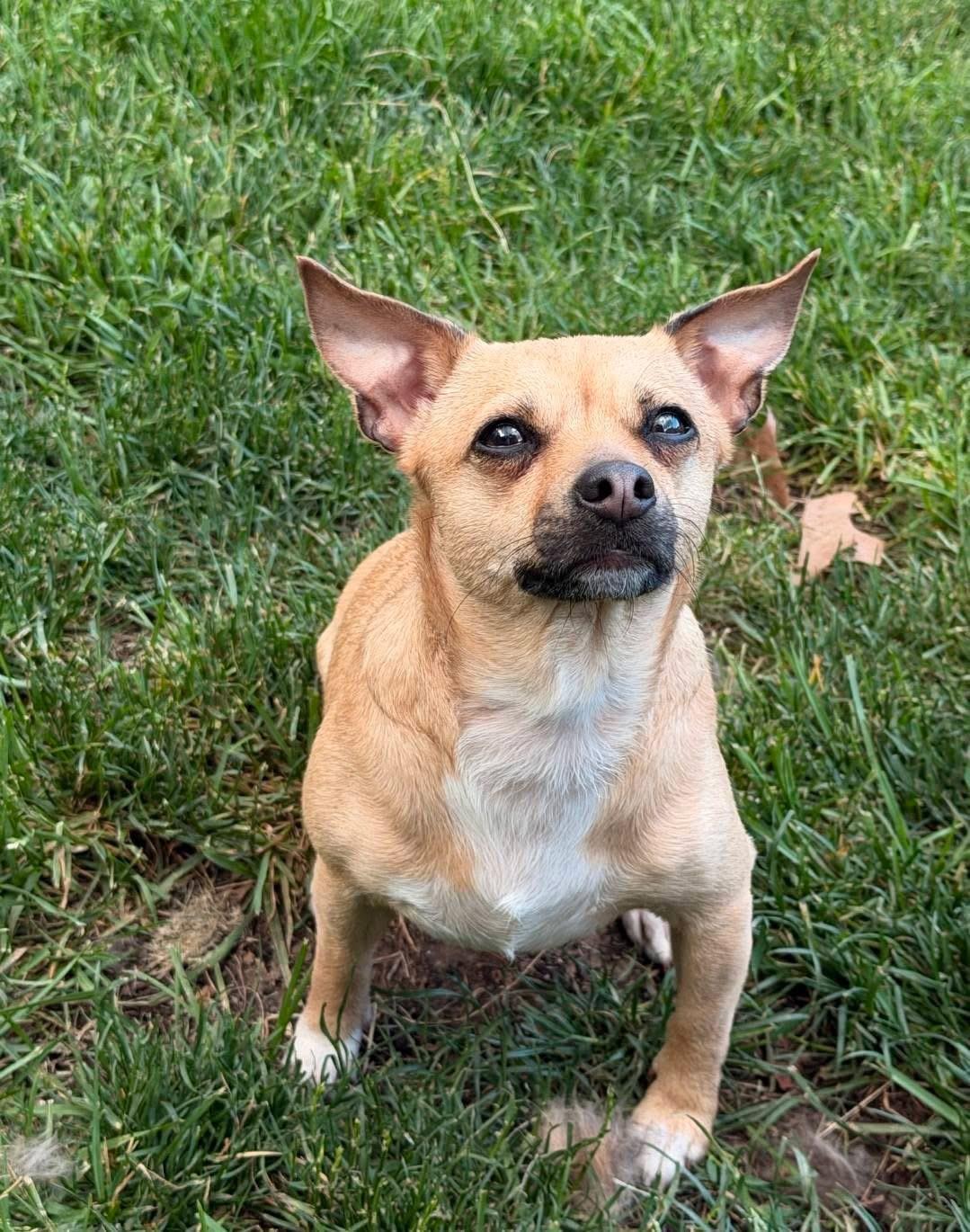 Gigi, a Adoptable Chihuahua in Lacona, NY image 6/6