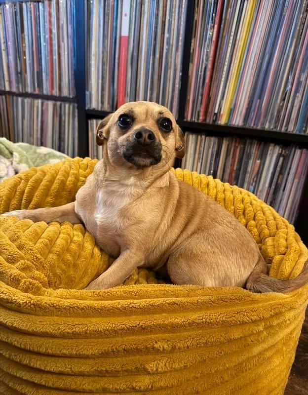 Gigi, a Adoptable Chihuahua in Lacona, NY image 3/6