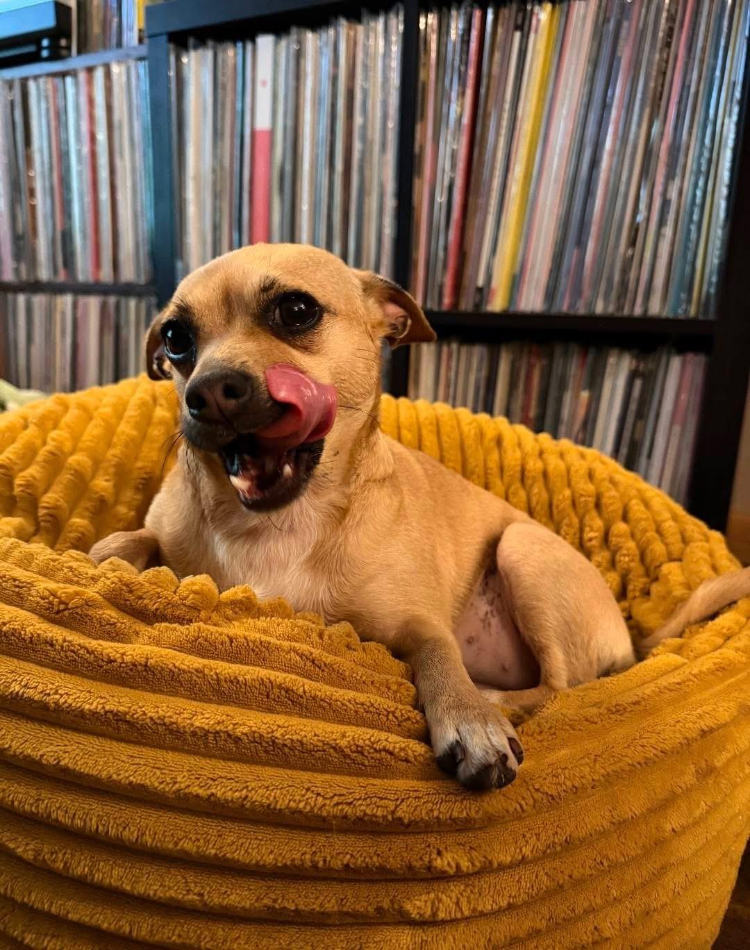 Gigi, a Adoptable Chihuahua in Lacona, NY image 1/6