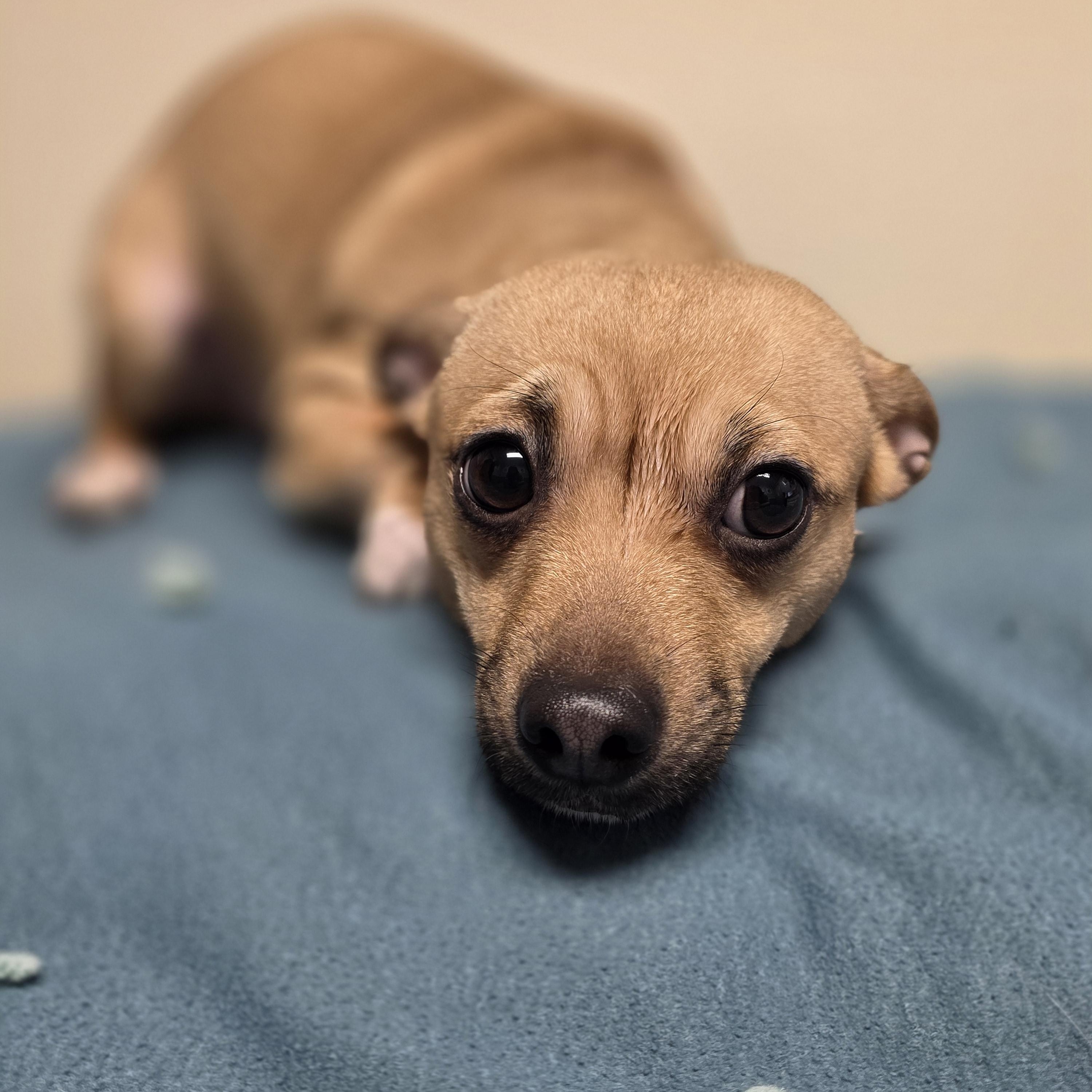 Enlarge Gigi, a Adoptable Chihuahua in Lacona, NY image 4/5
