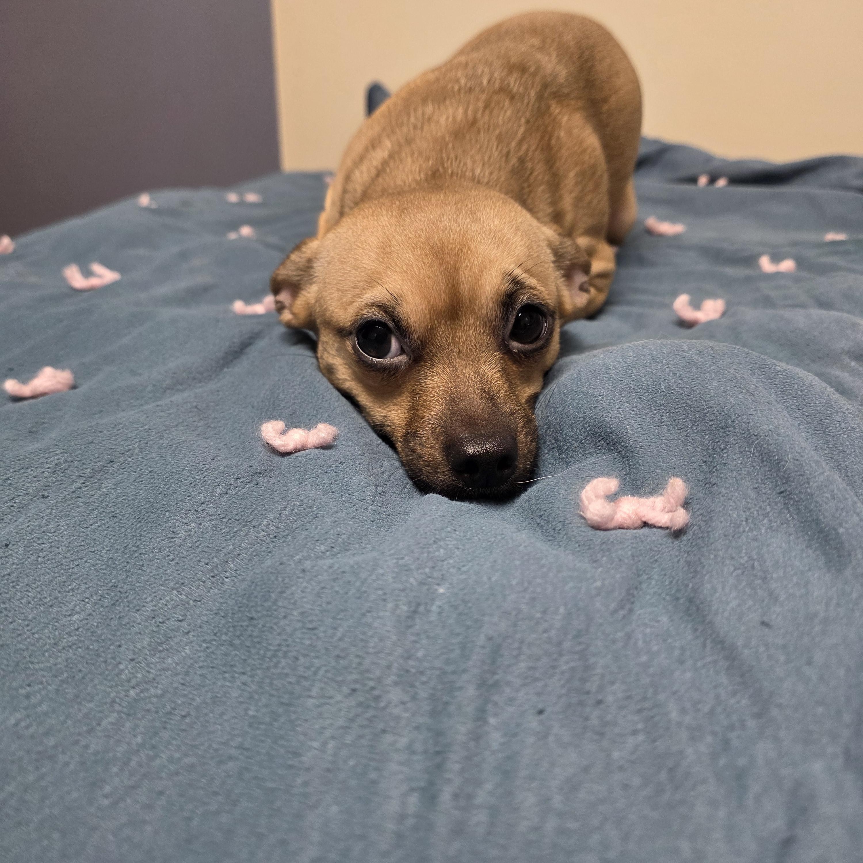 Enlarge Gigi, a Adoptable Chihuahua in Lacona, NY image 5/5