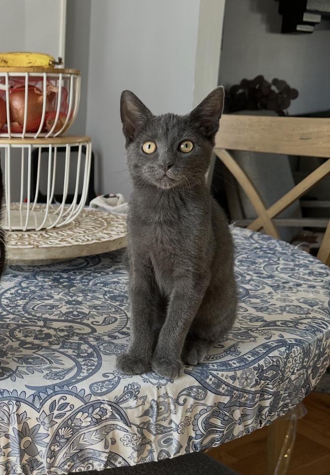 Enlarge Rewind, a Adoptable Domestic Short Hair in Staten Island, NY image 3/6