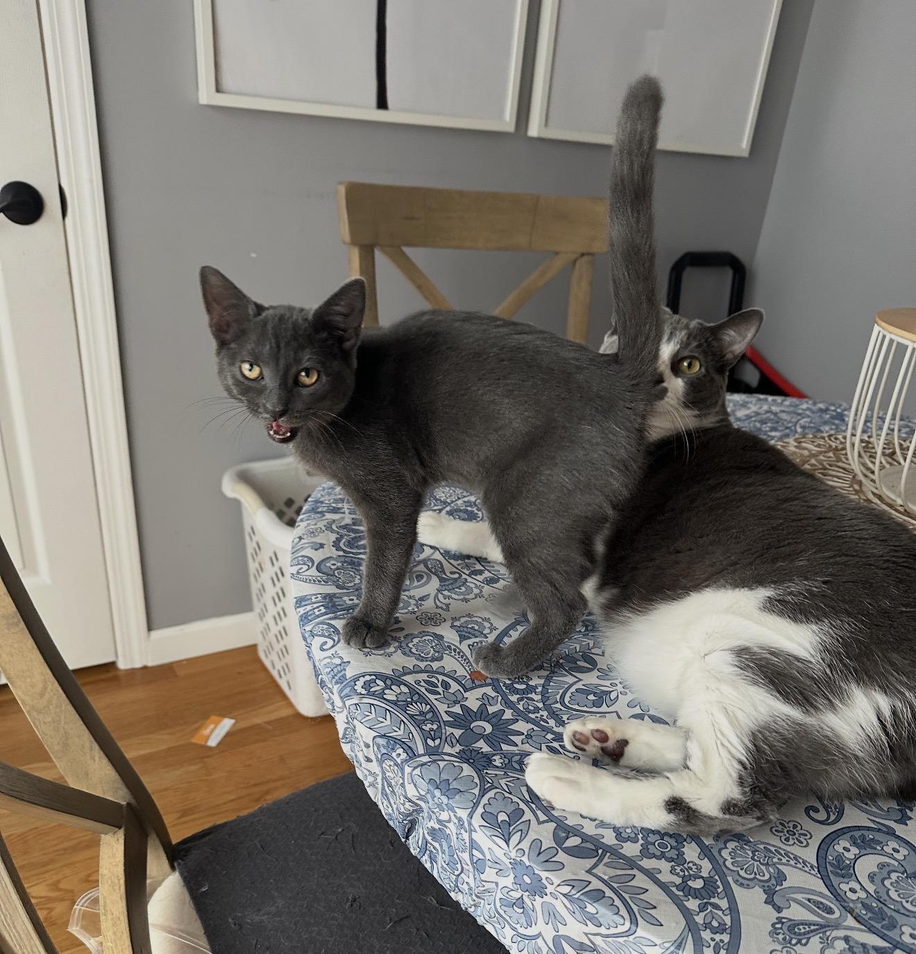 Enlarge Rewind, a Adoptable Domestic Short Hair in Staten Island, NY image 6/6