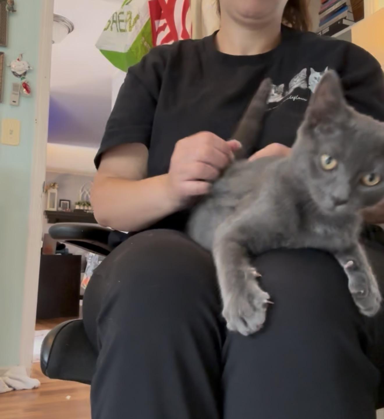 Enlarge Rewind, a Adoptable Domestic Short Hair in Staten Island, NY image 2/6
