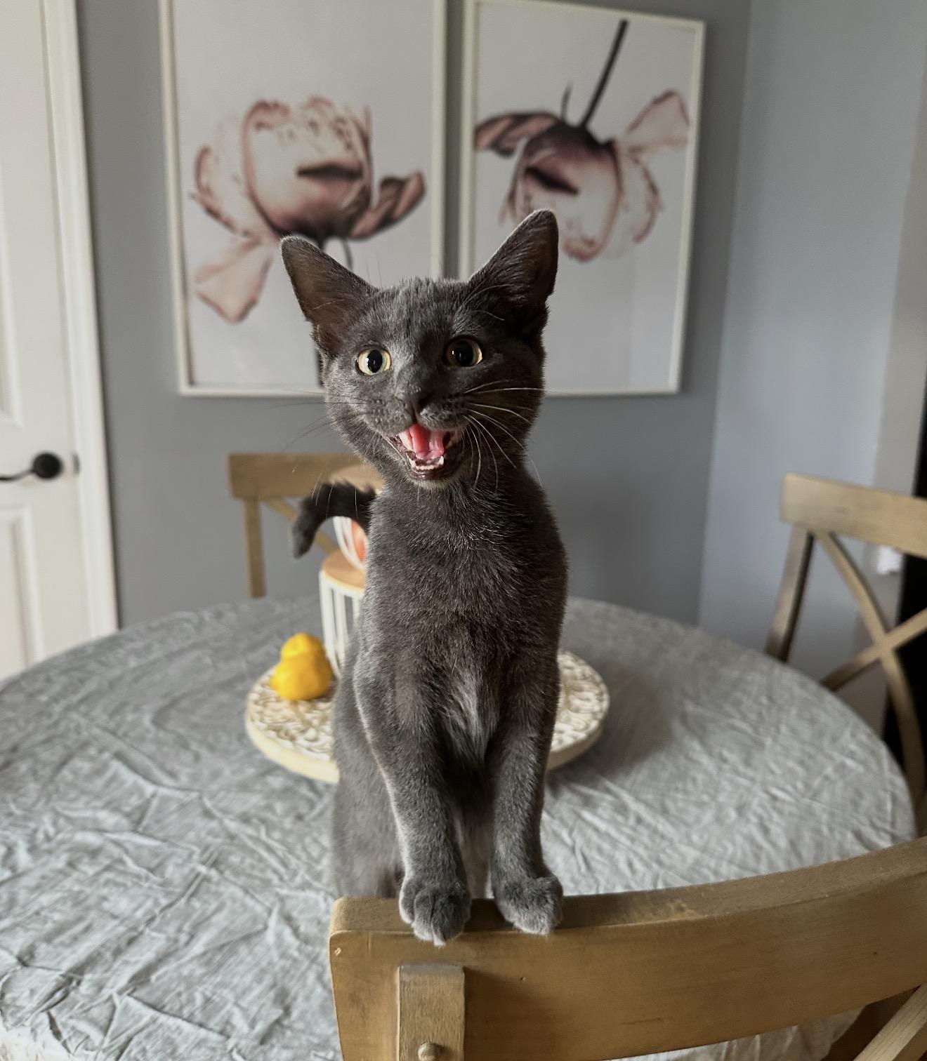 Enlarge Rewind, a Adoptable Domestic Short Hair in Staten Island, NY image 1/6