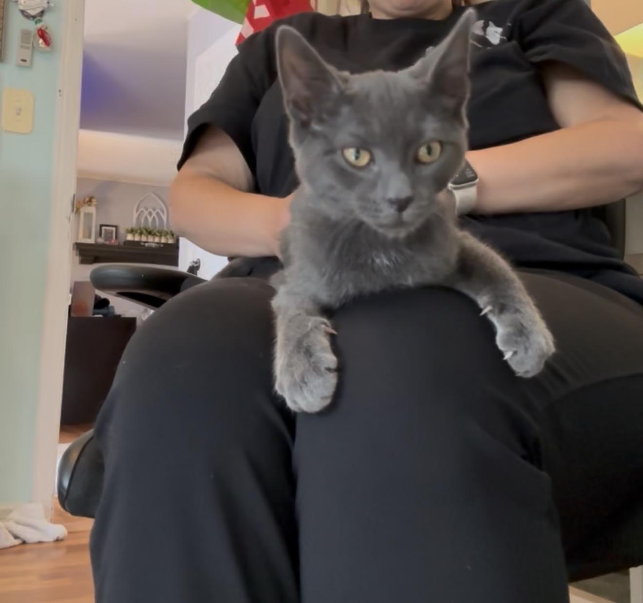 Enlarge Rewind, a Adoptable Domestic Short Hair in Staten Island, NY image 4/6