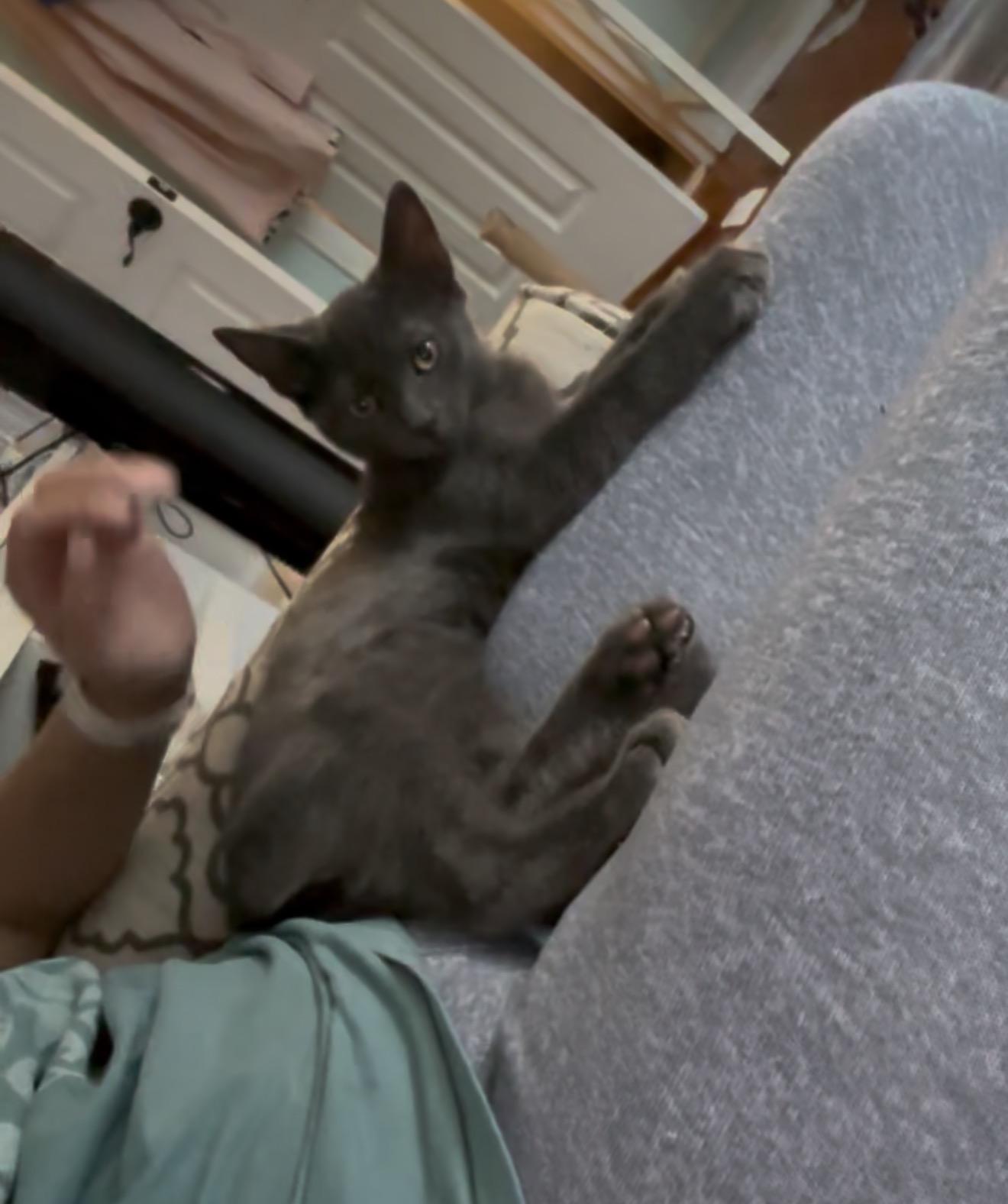 Enlarge Rewind, a Adoptable Domestic Short Hair in Staten Island, NY image 5/6