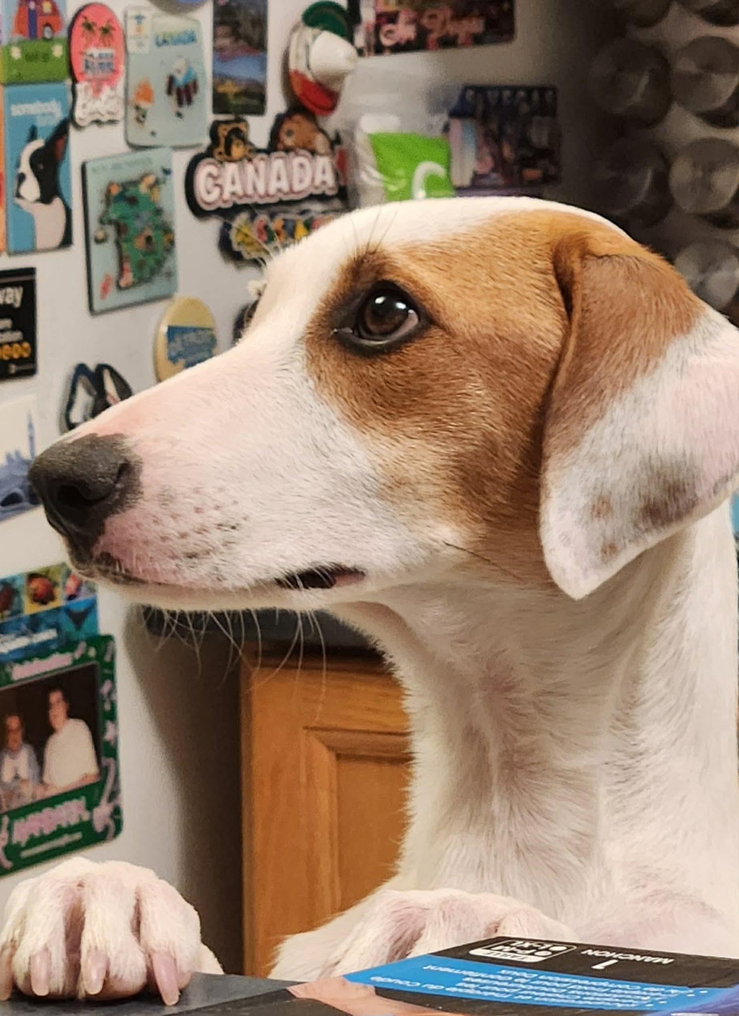 Enlarge Princess Patch, a Adoptable Mixed Breed in Whitby, ON image 1/2