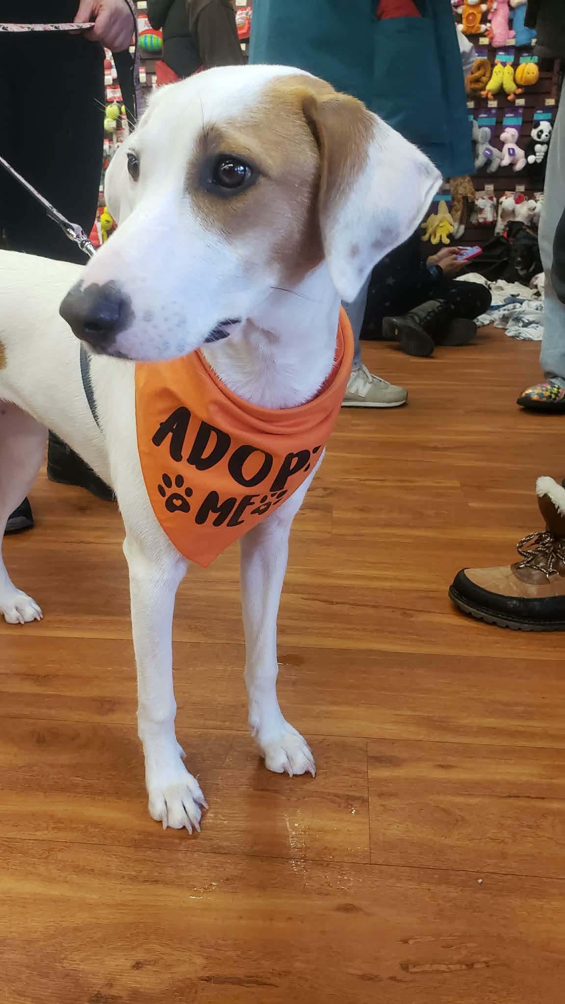 Princess Patch, Adoptable, Puppy Female Mixed Breed.