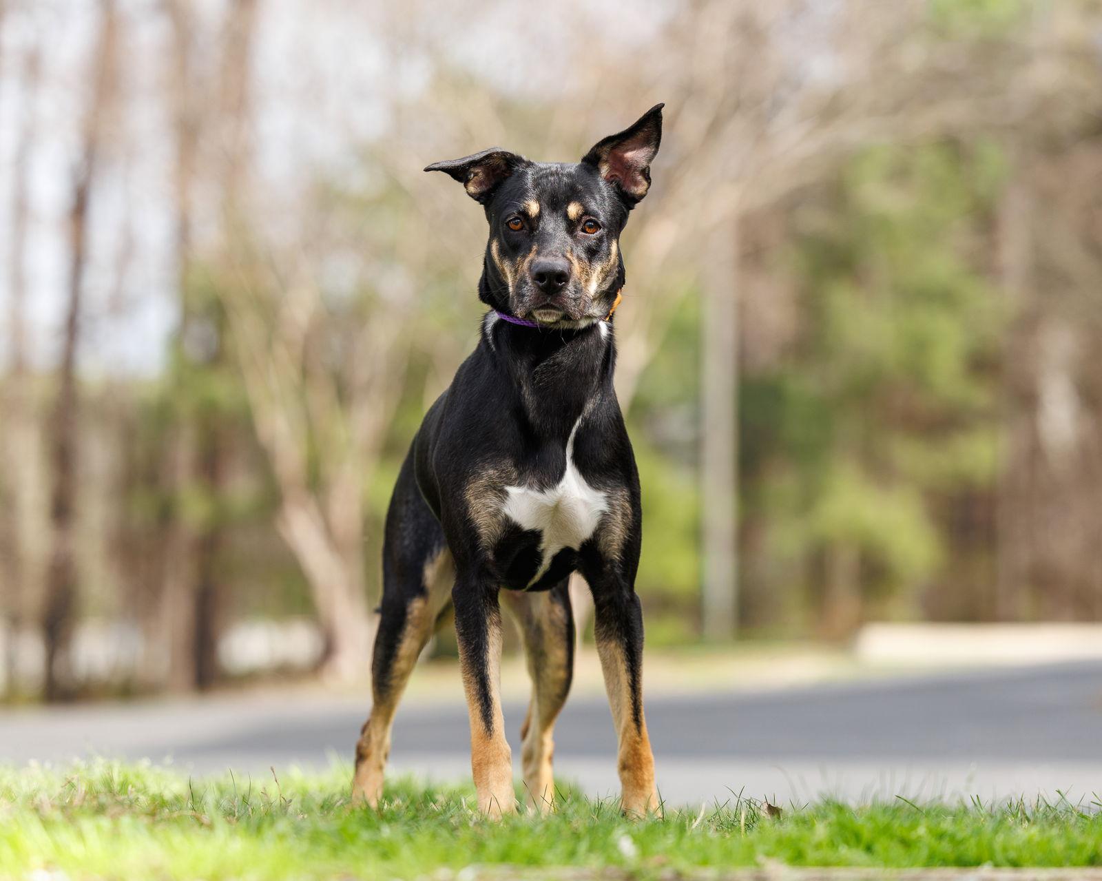 Andia, Adopted, Adult Female Mixed Breed.