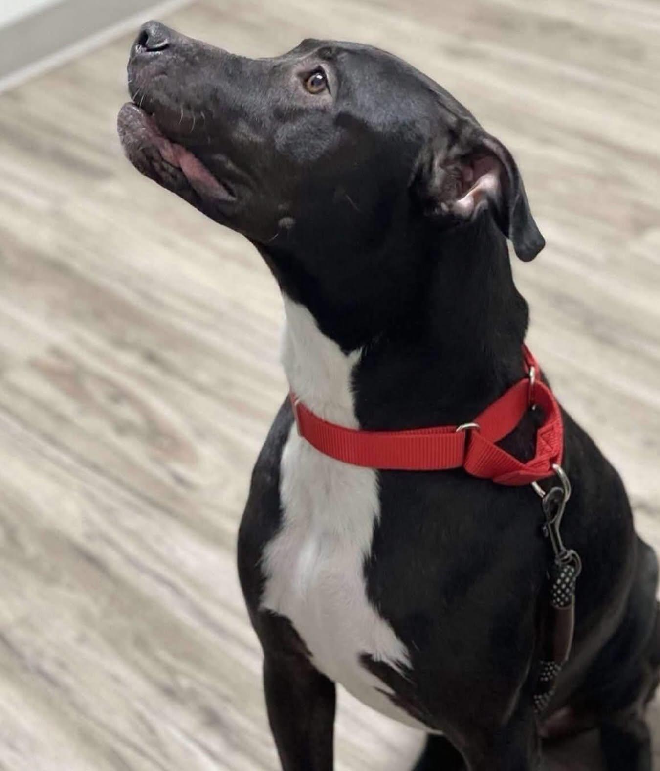 Daisy, a ADOPTABLE mixed breed in Salem, NH image 4/6