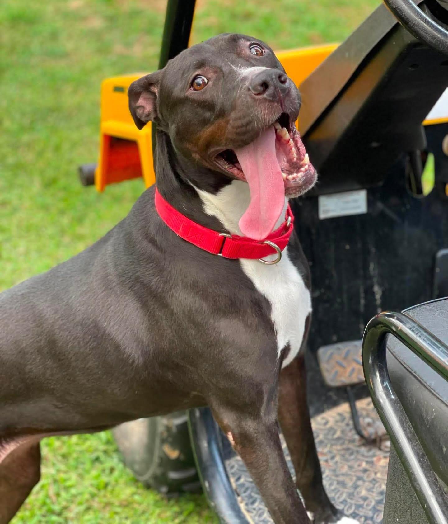 Daisy, ADOPTABLE, Adult Female Black Labrador Retriever & American Staffordshire Terrier.
