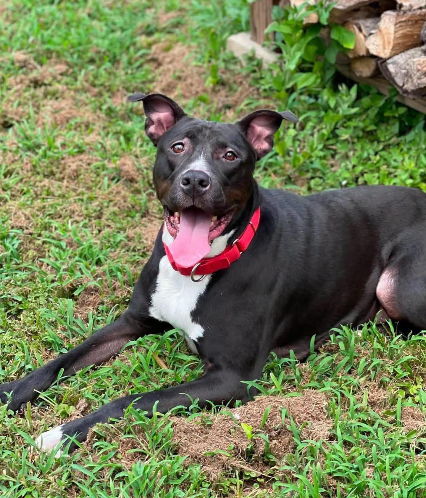 Daisy, a ADOPTABLE mixed breed in Salem, NH image 3/6