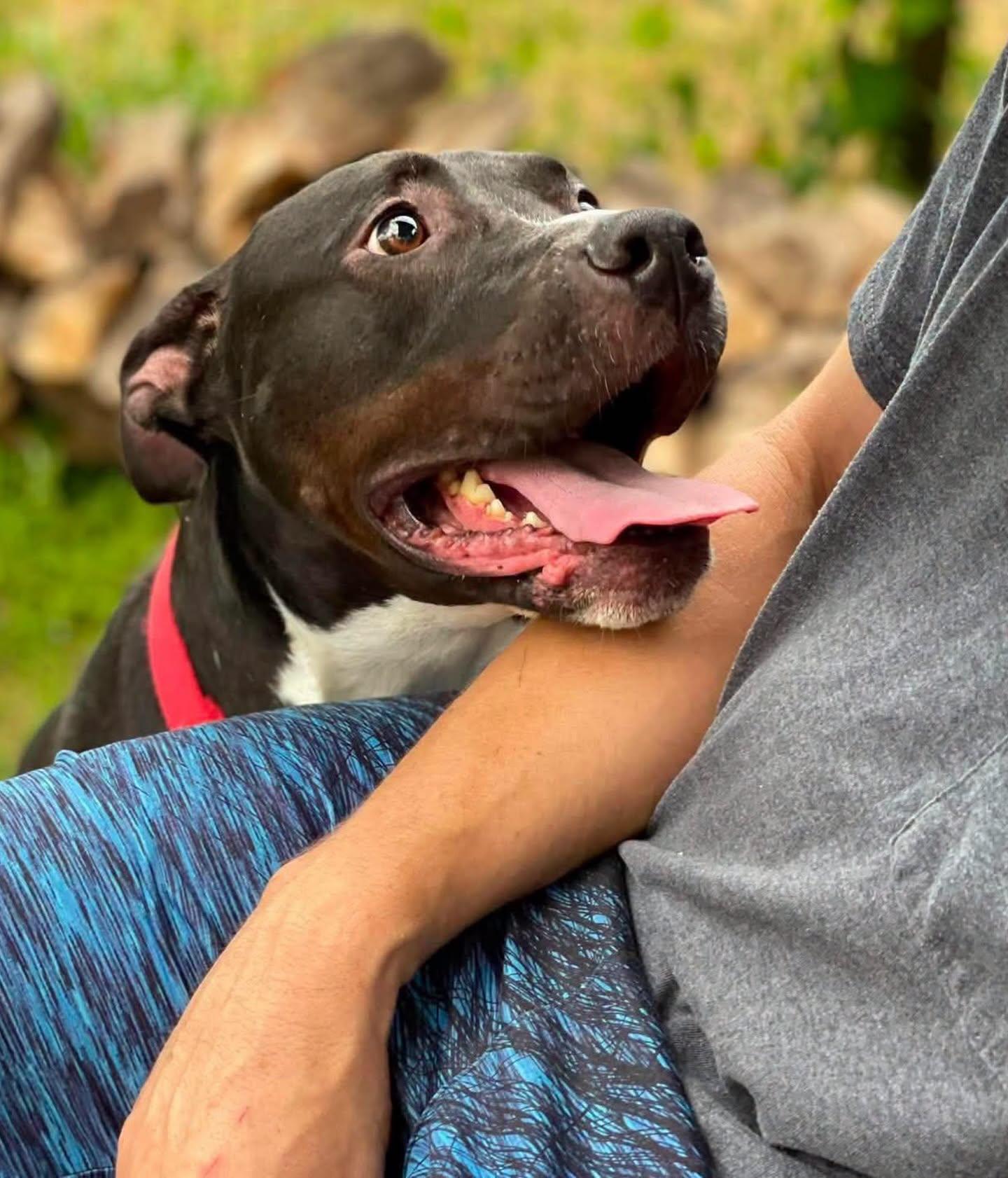 Daisy, a ADOPTABLE mixed breed in Salem, NH image 2/6