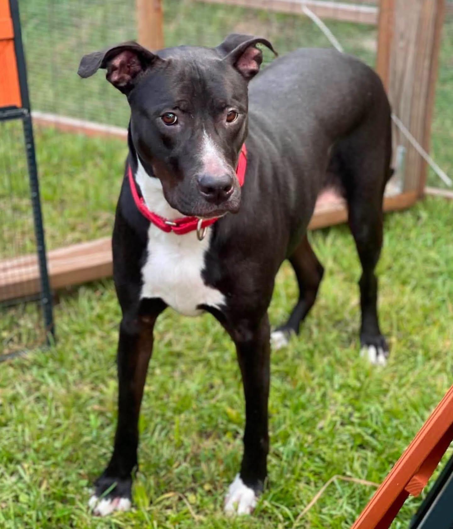 Daisy, a ADOPTABLE mixed breed in Salem, NH image 6/6