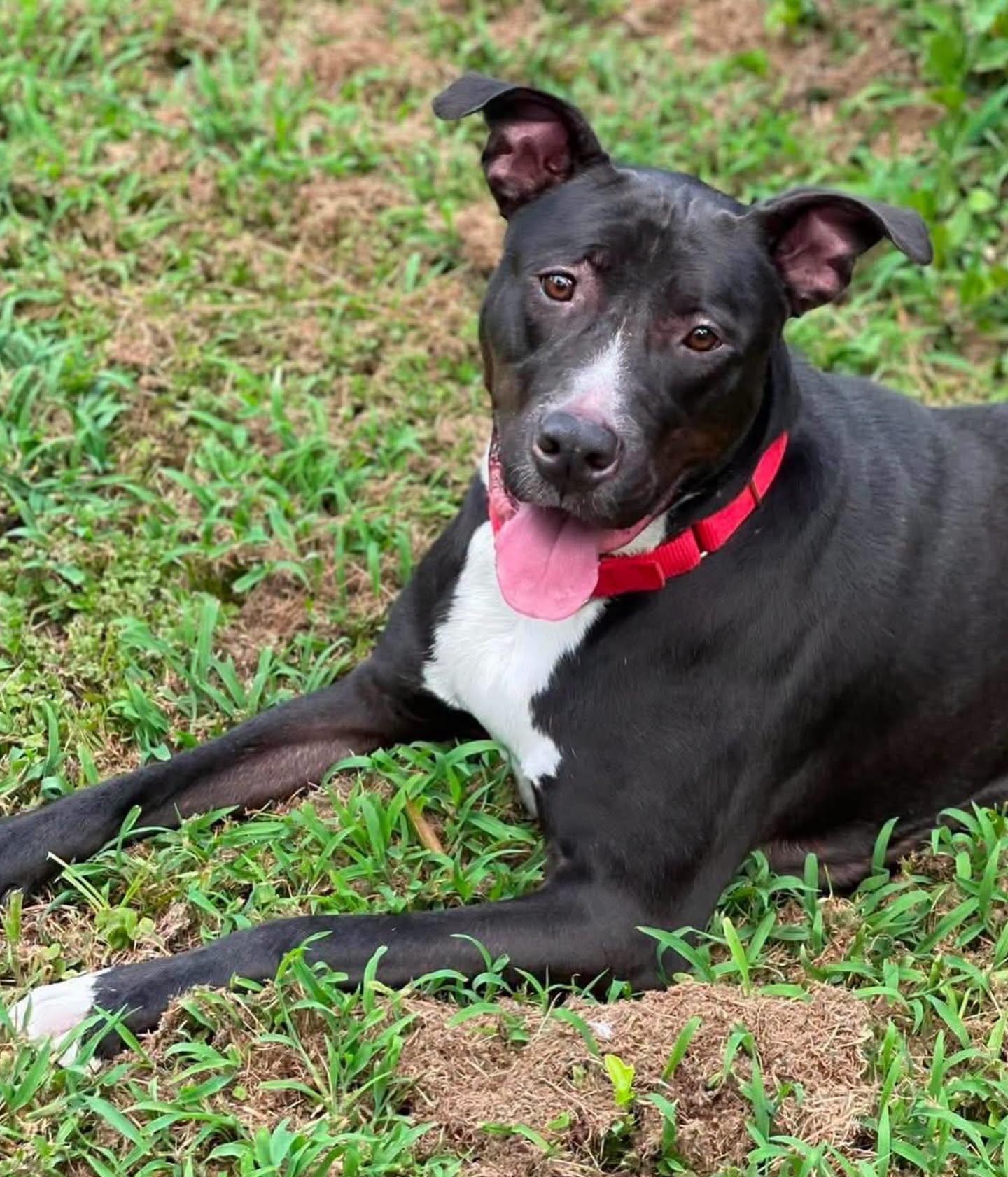 Daisy, a ADOPTABLE mixed breed in Salem, NH image 5/6