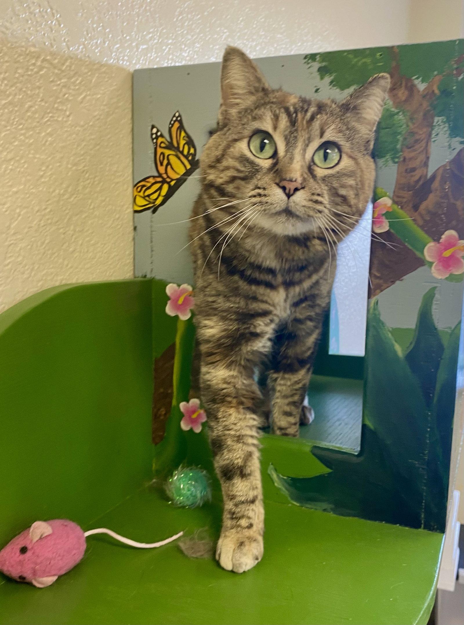 Enlarge Tomasina, a Adoptable mixed breed in Fargo, ND image 1/2