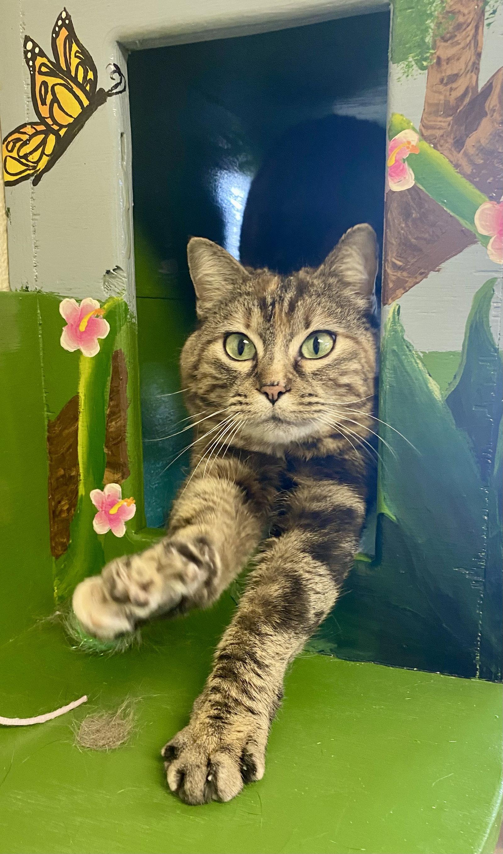 Enlarge Tomasina, a Adoptable mixed breed in Fargo, ND image 2/2