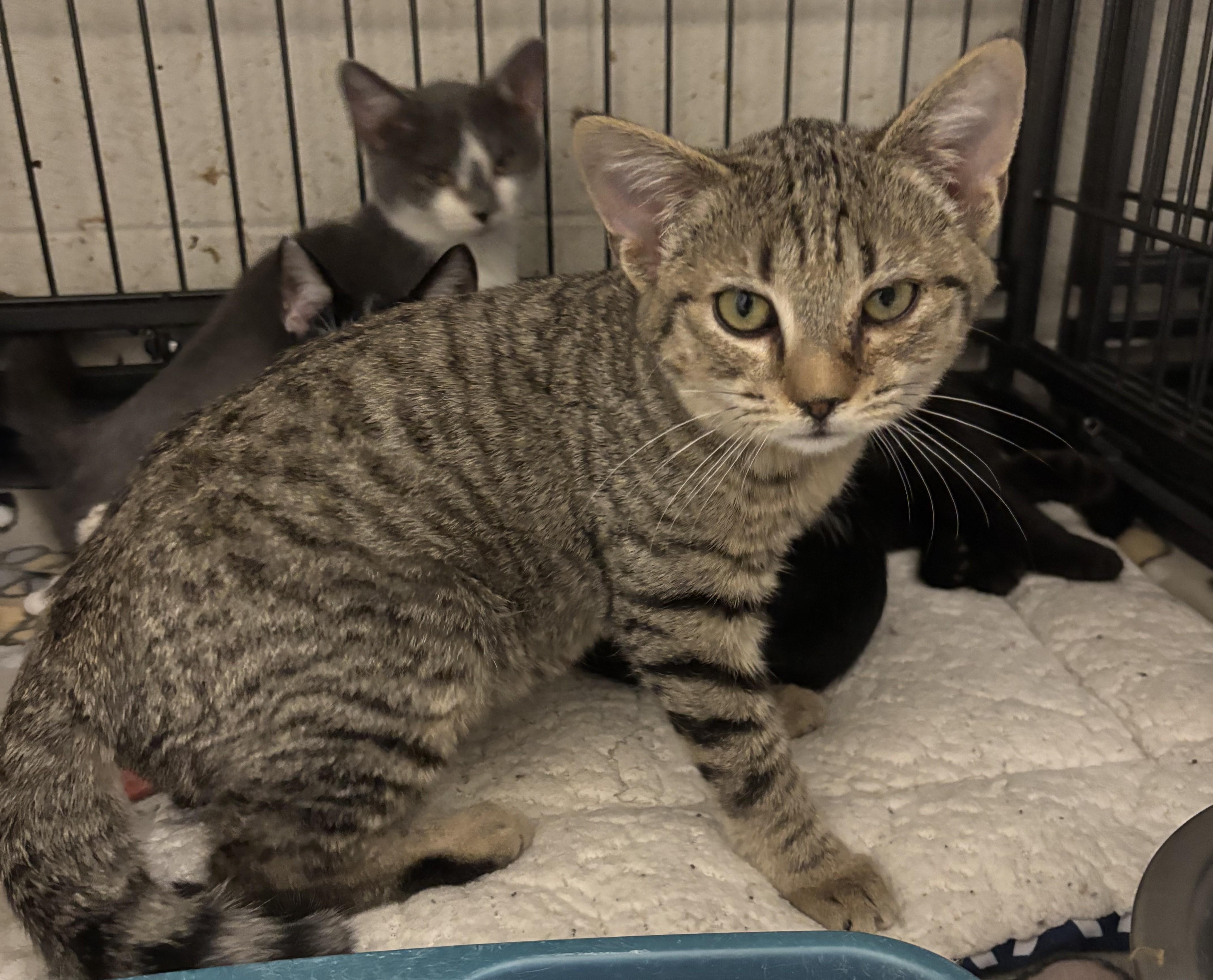 Enlarge Riley, a Adoptable mixed breed in Bedford, VA image 2/2