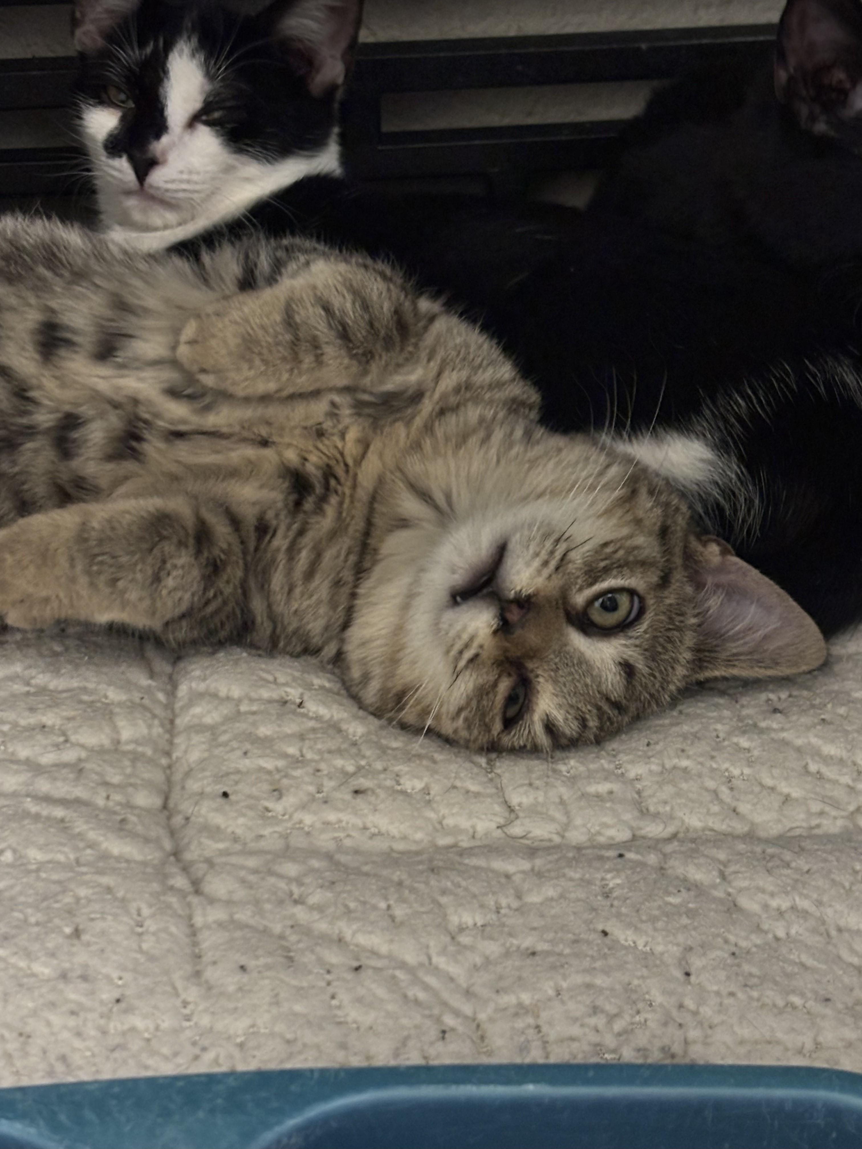 Riley, Adoptable, Young Male Domestic Short Hair.