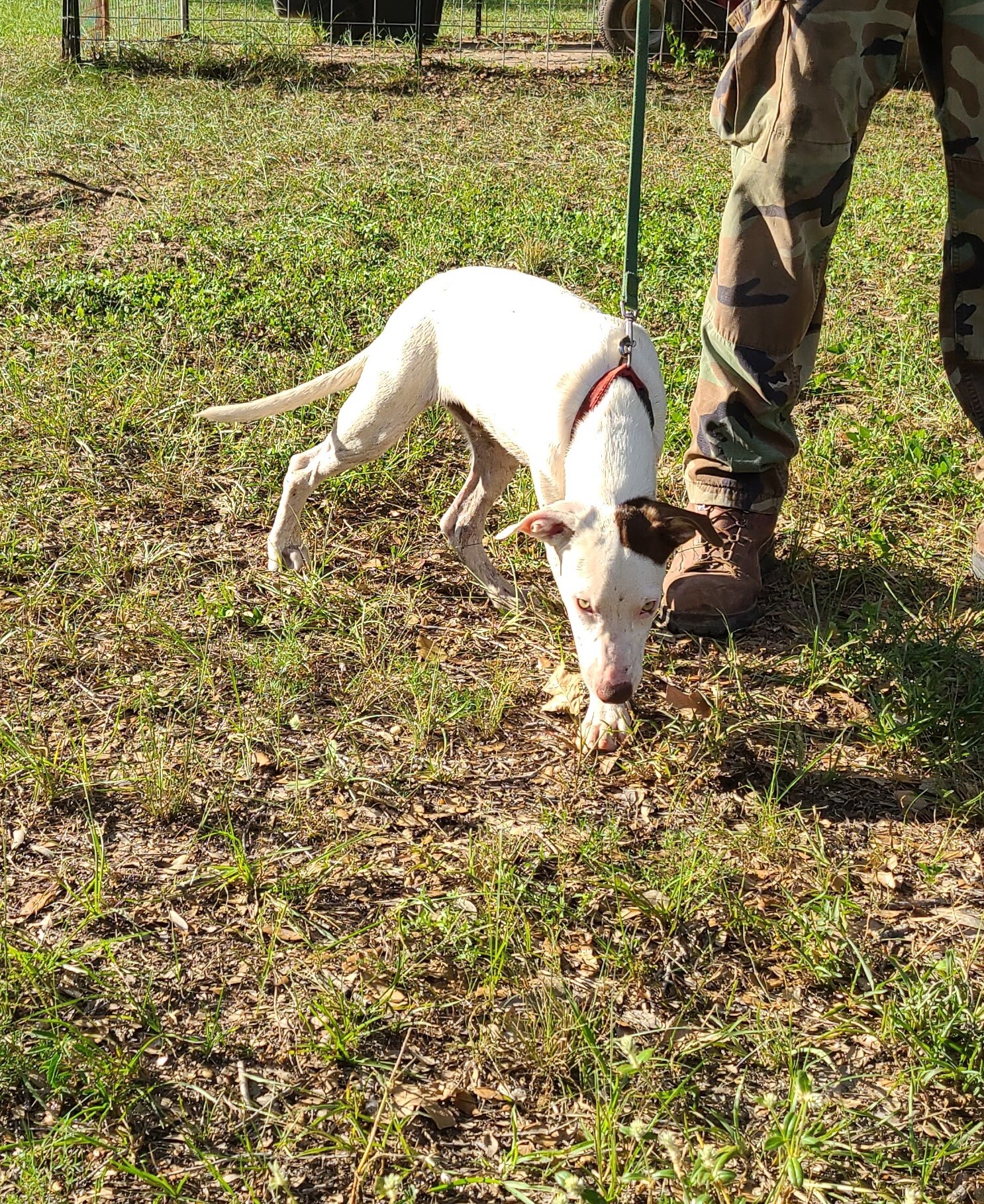 Grady, a Adoptable mixed breed in Sheridan, TX image 5/6