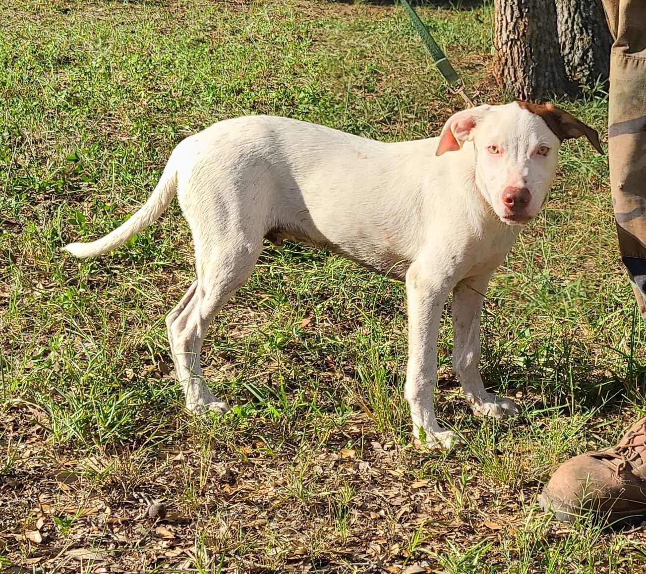 Grady, a Adoptable mixed breed in Sheridan, TX image 6/6
