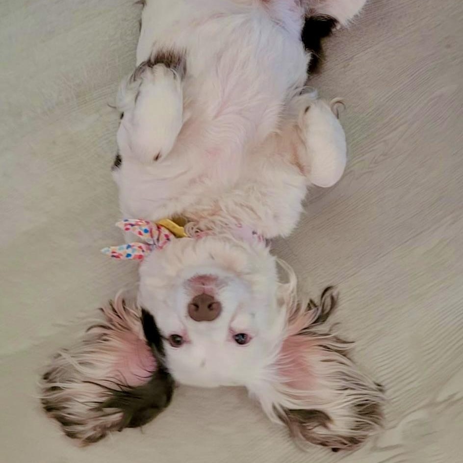 Enlarge Muffin, a Adoptable mixed breed in Sherman Oaks, CA image 6/6