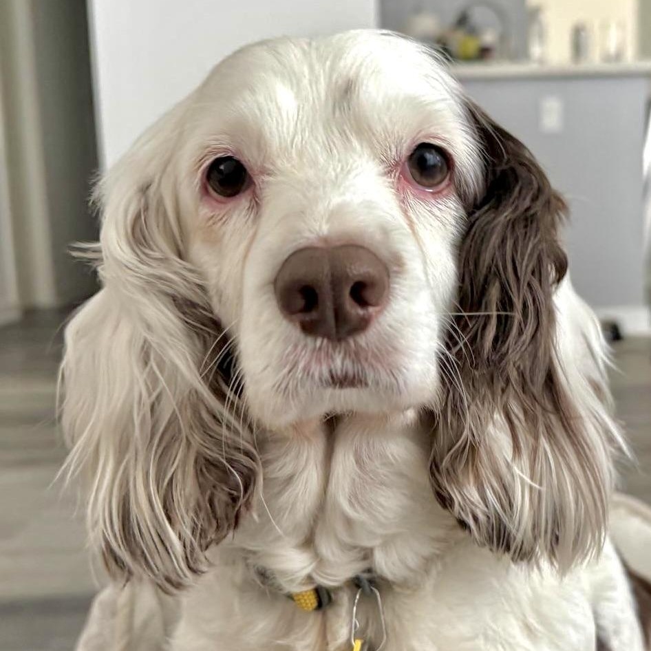 Muffin, Adoptable, Adult Female Cocker Spaniel.