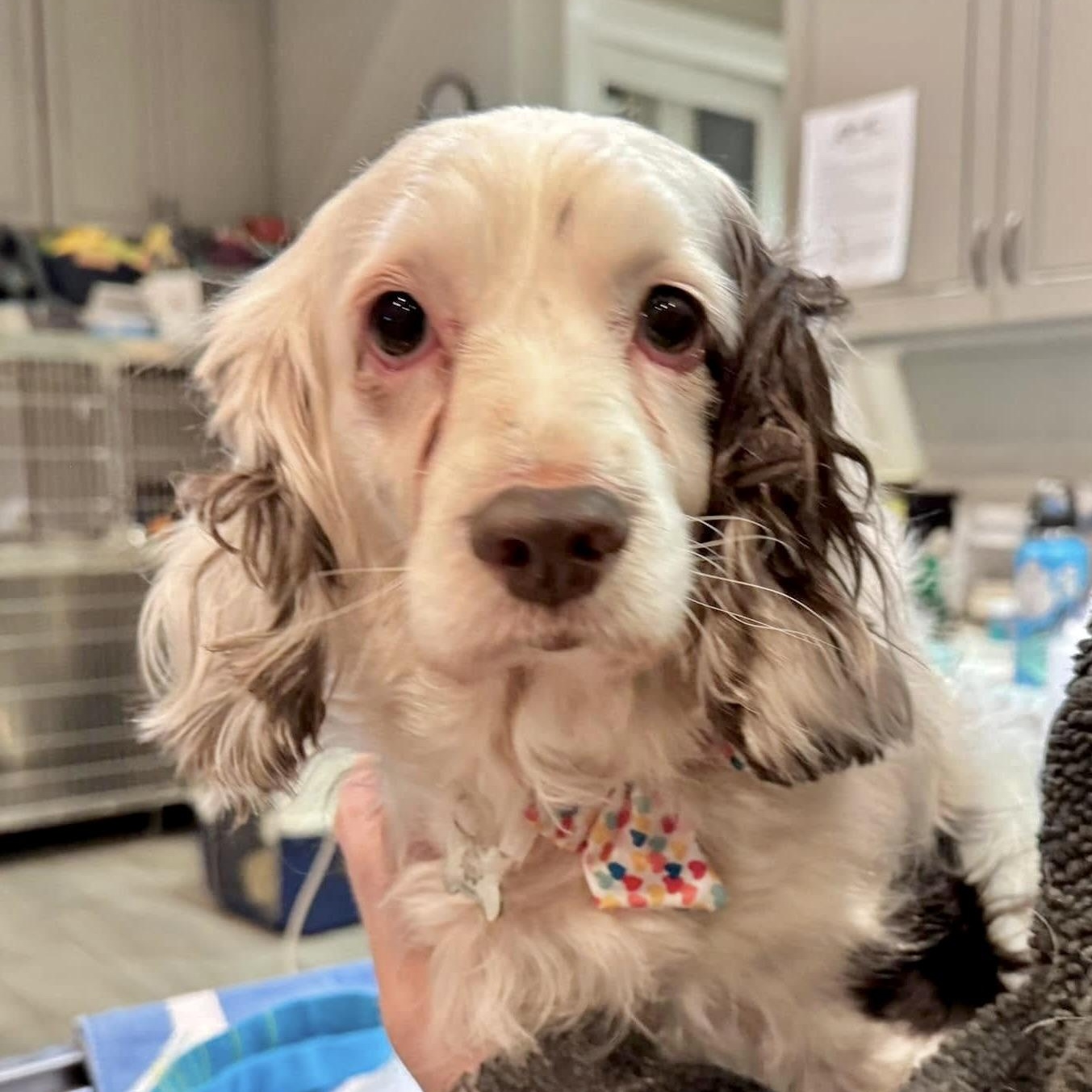 Enlarge Muffin, a Adoptable mixed breed in Sherman Oaks, CA image 4/6