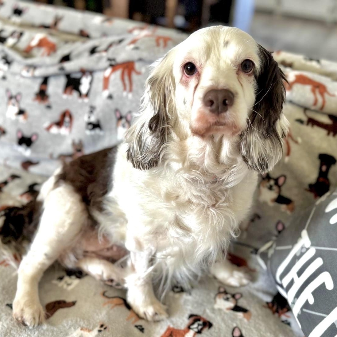 Enlarge Muffin, a Adoptable mixed breed in Sherman Oaks, CA image 3/6