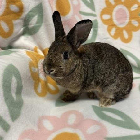 Enlarge Nevada, a Adoptable Bunny Rabbit in Westerville, OH image 3/4