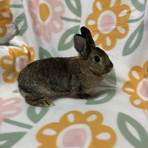 Enlarge Nevada, a Adoptable Bunny Rabbit in Westerville, OH image 4/4