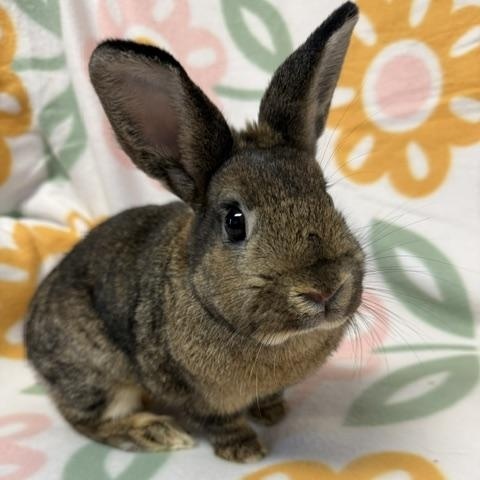 Enlarge Nevada, a Adoptable Bunny Rabbit in Westerville, OH image 2/4