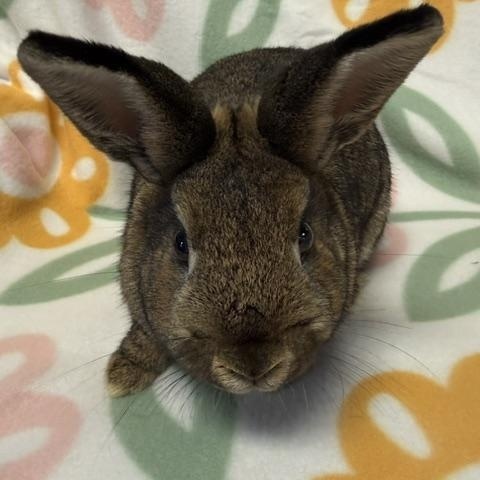 Enlarge Nevada, a Adoptable Bunny Rabbit in Westerville, OH image 1/4