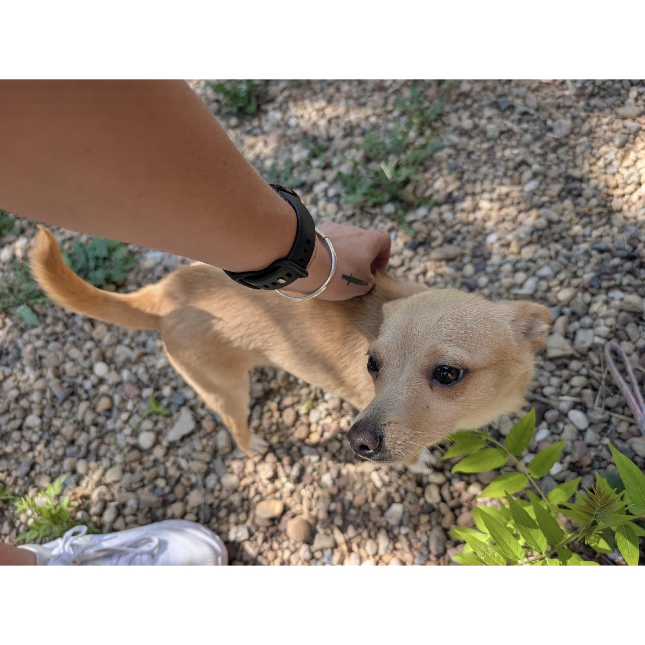 Roxy, a ADOPTABLE mixed breed in Boulder, CO image 6/6