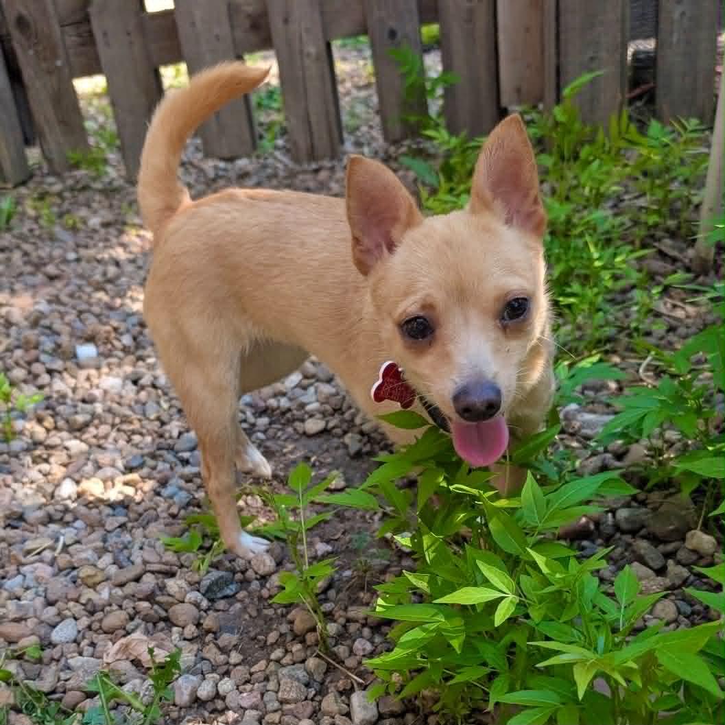 Roxy, a ADOPTABLE mixed breed in Boulder, CO image 1/6