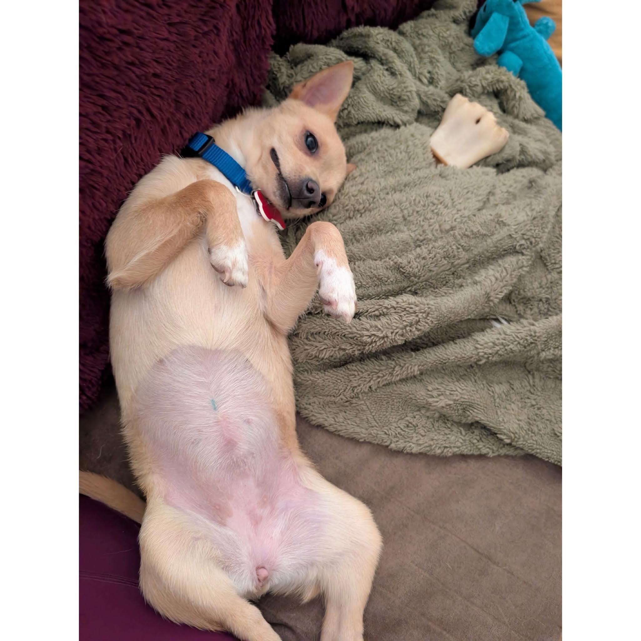 Roxy, a ADOPTABLE mixed breed in Boulder, CO image 3/6