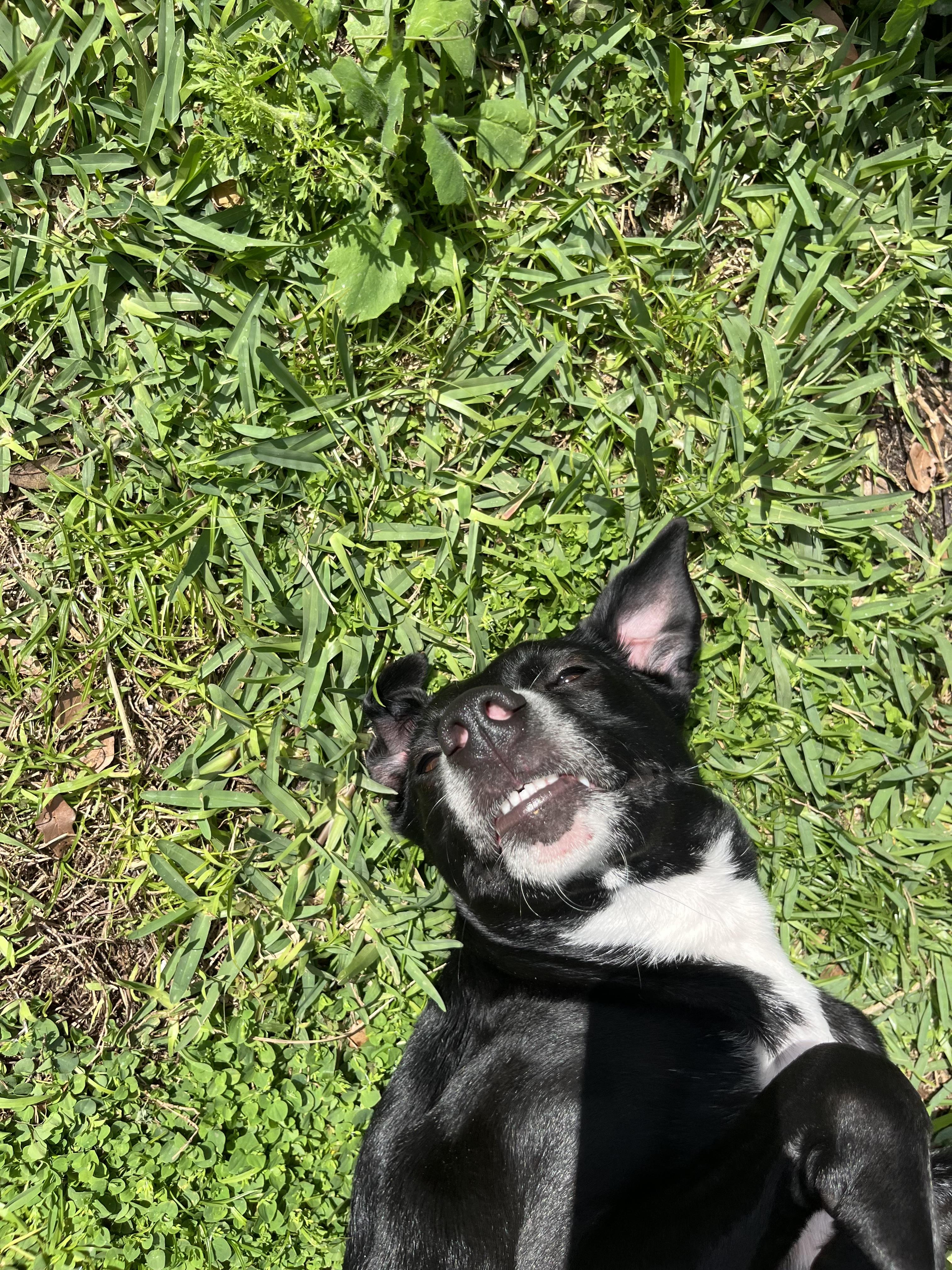 Enlarge Billie, an adopted mixed breed in tampa, FL image 5/6