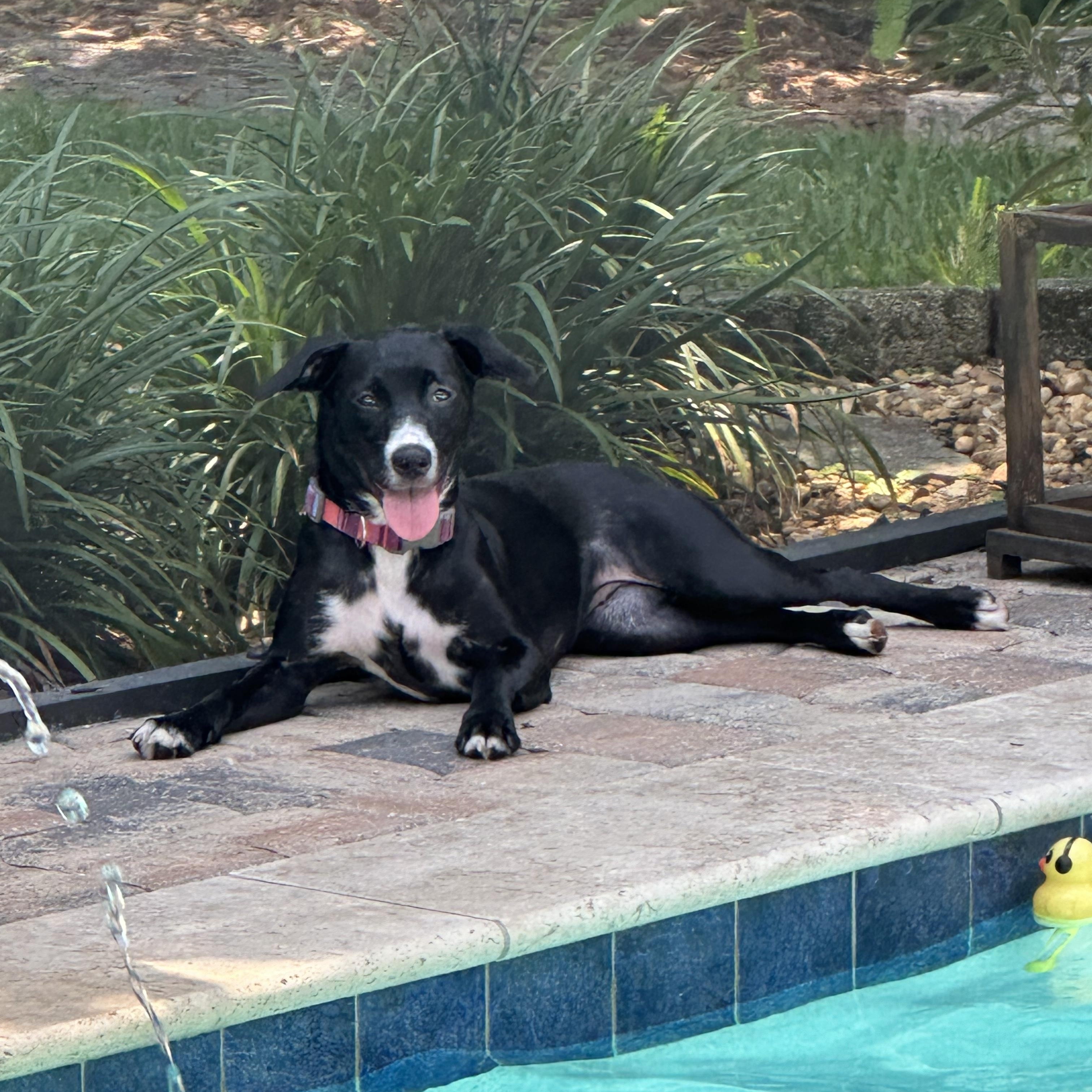 Enlarge Billie, a ADOPTABLE mixed breed in tampa, FL image 4/5