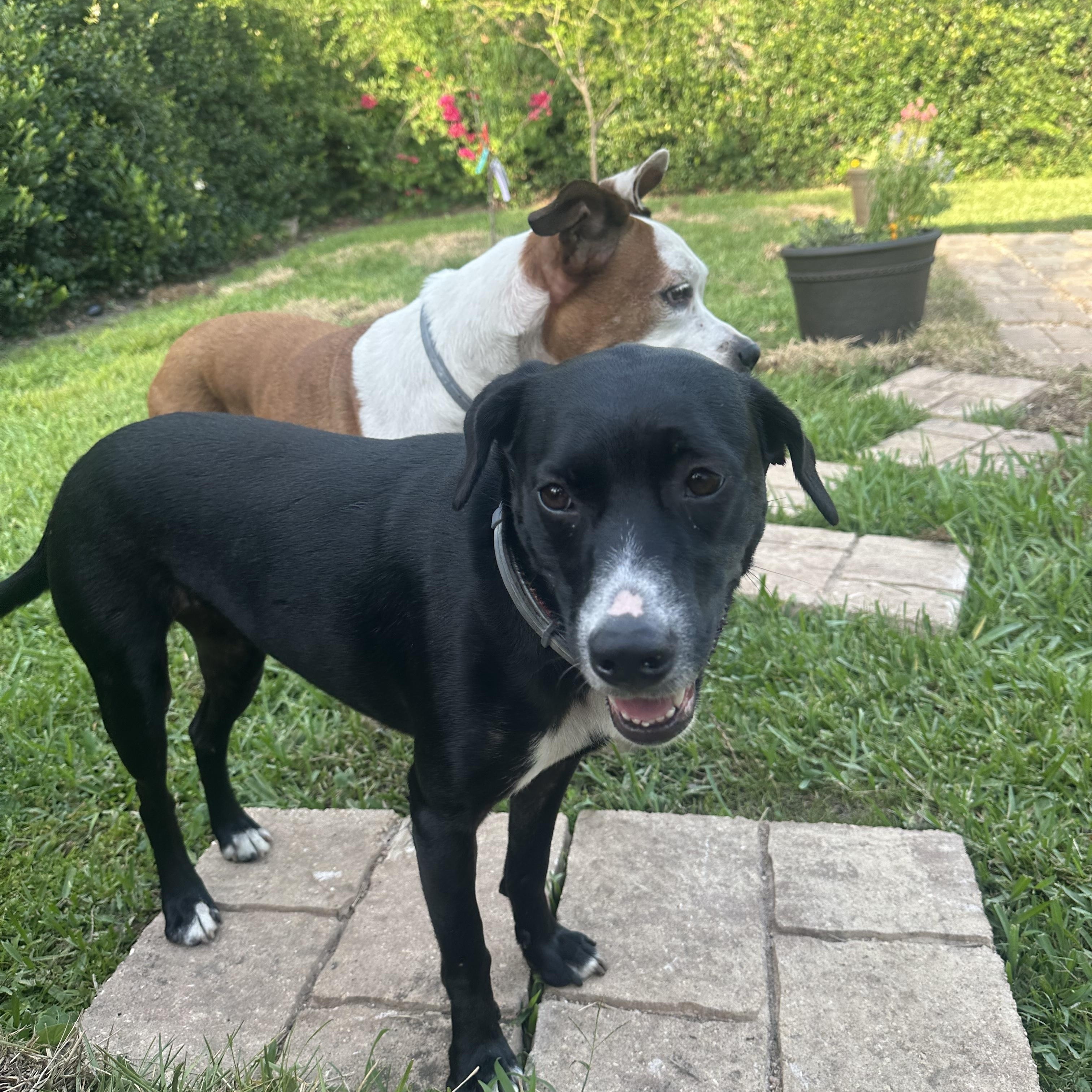 Enlarge Billie, a ADOPTABLE mixed breed in tampa, FL image 3/5