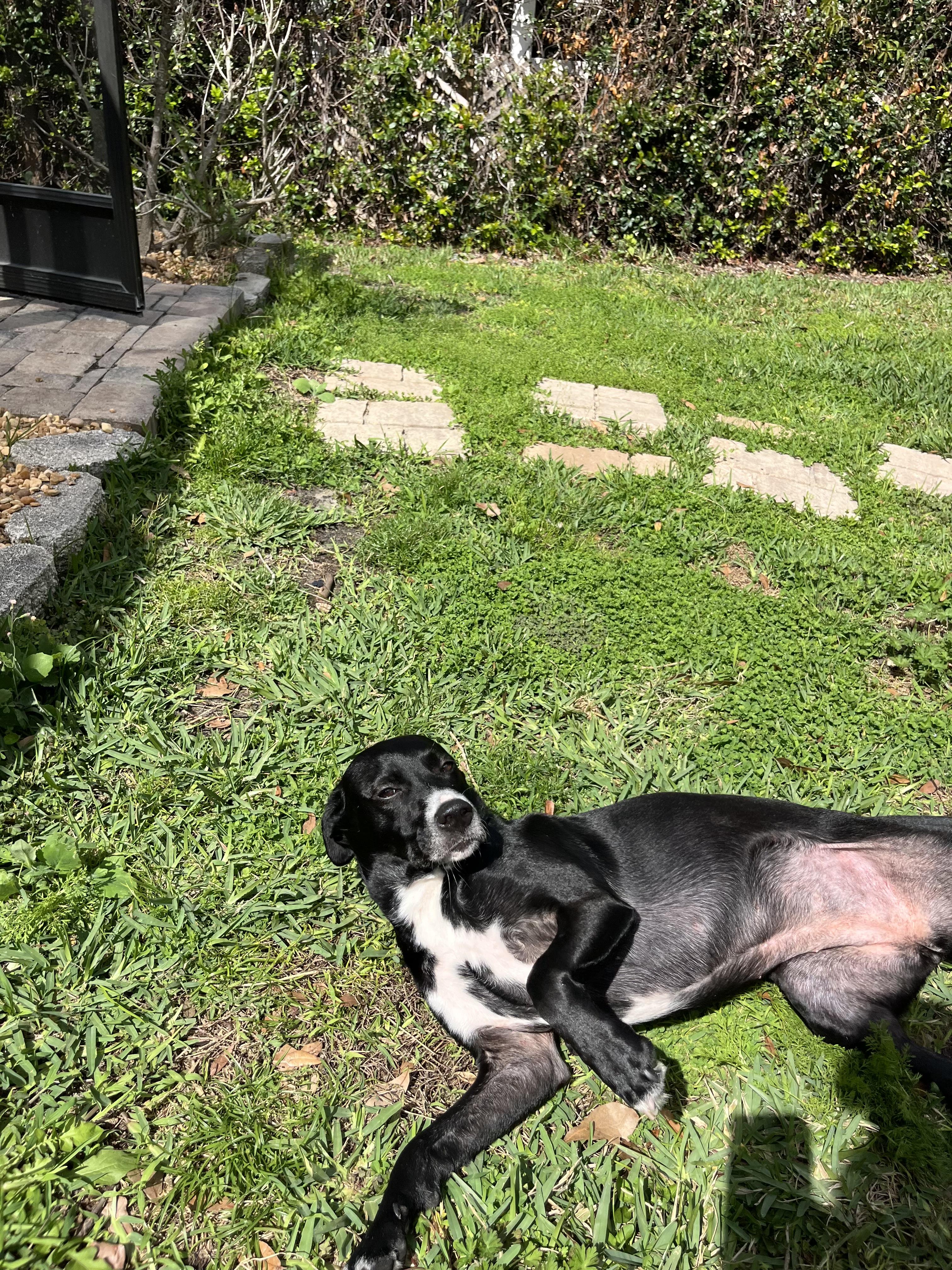 Enlarge Billie, an adopted mixed breed in tampa, FL image 6/6