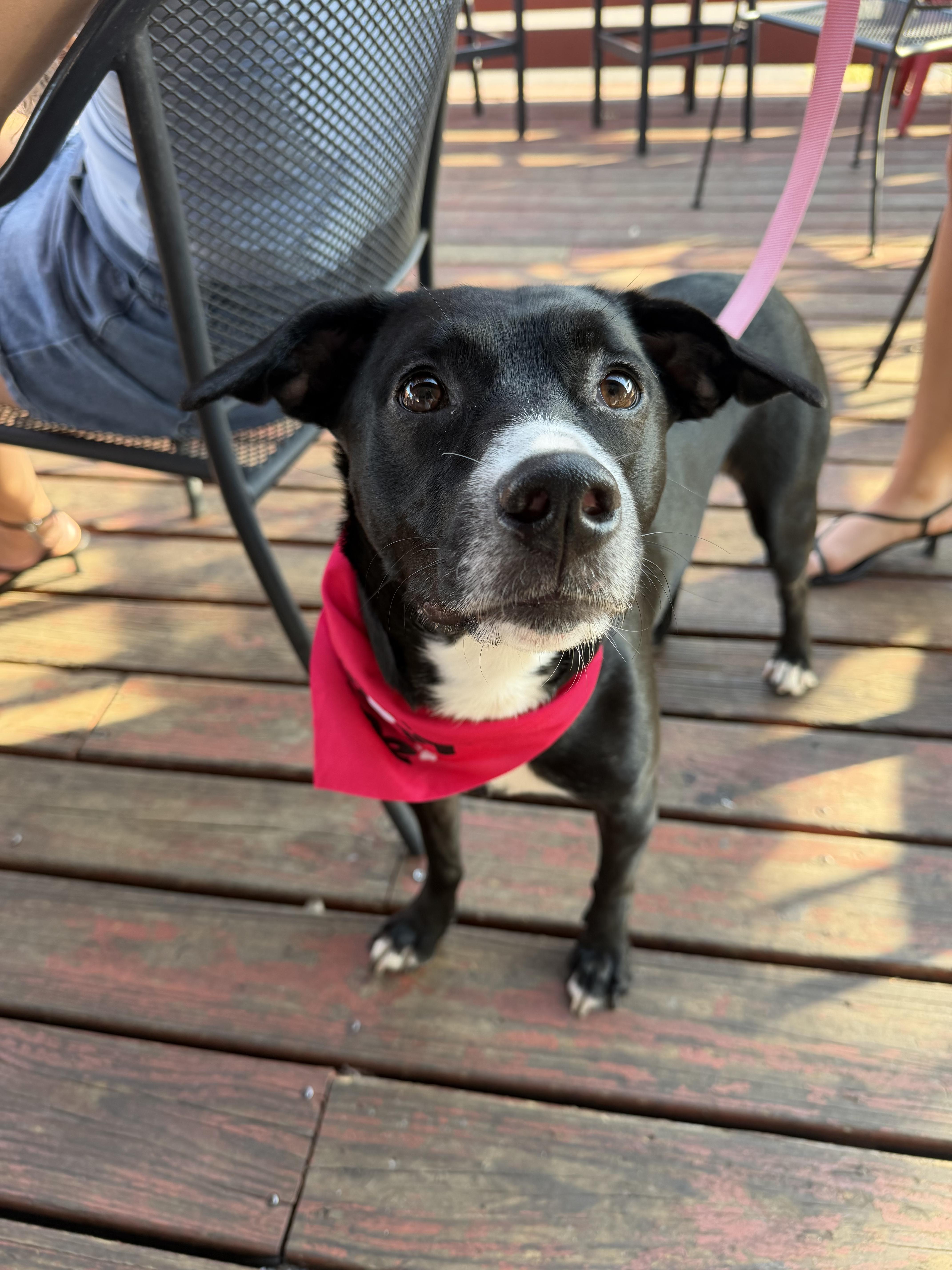 Enlarge Billie, a ADOPTABLE mixed breed in tampa, FL image 5/5