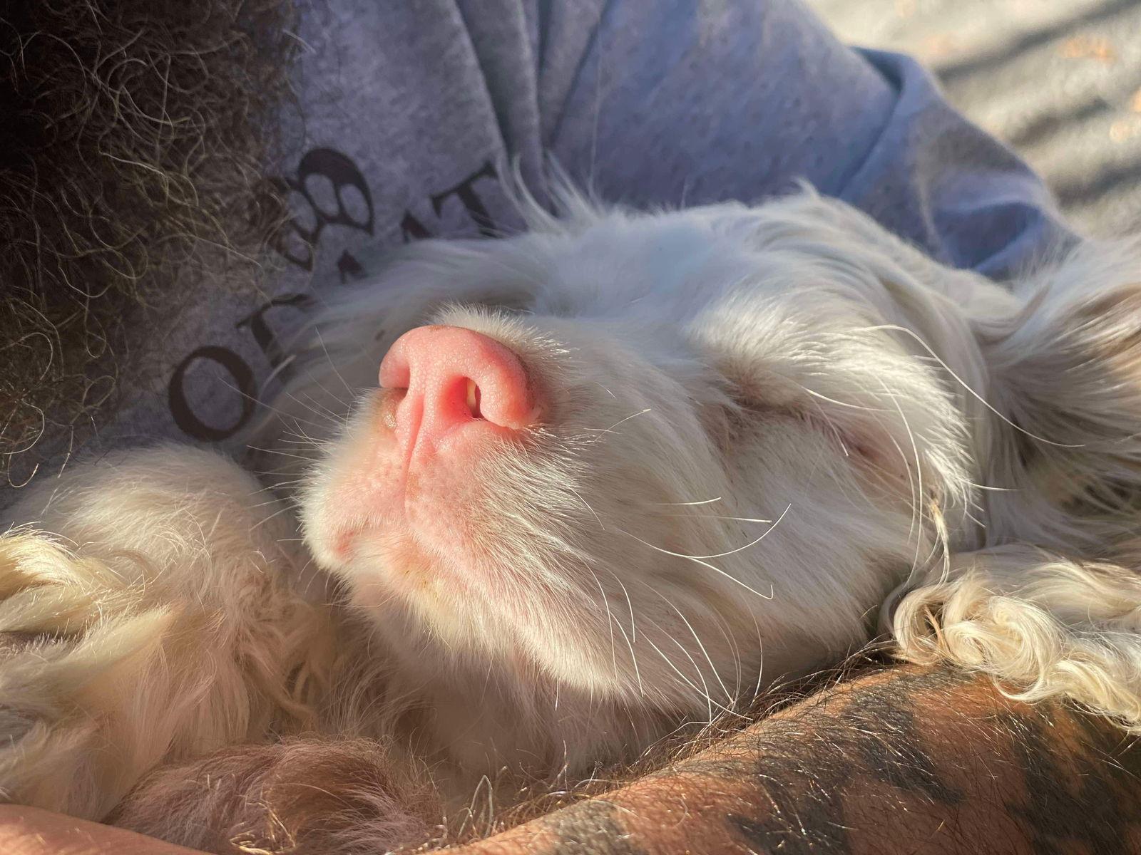 Bluey, Adoptable, Young Male Cocker Spaniel.
