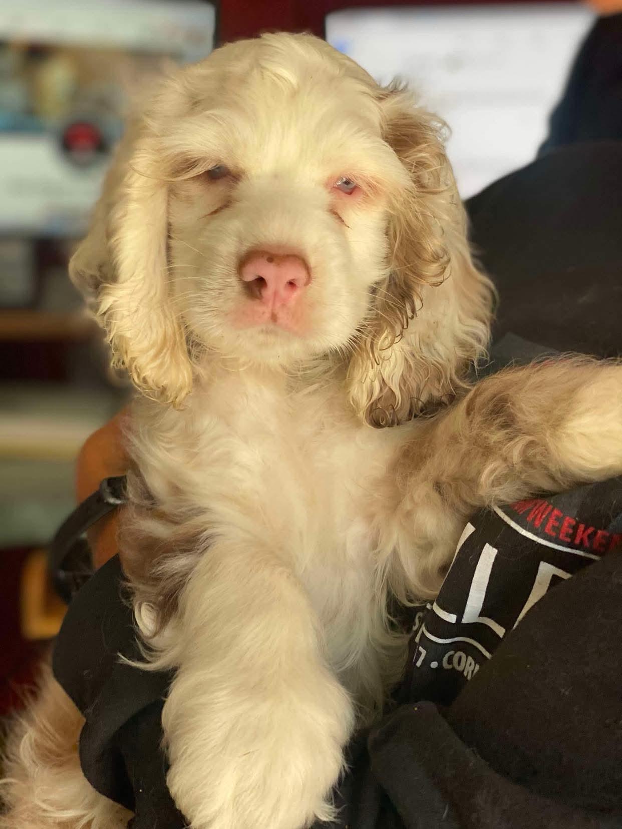 Bluey, a Adoptable Cocker Spaniel in Lewistown, PA image 2/3