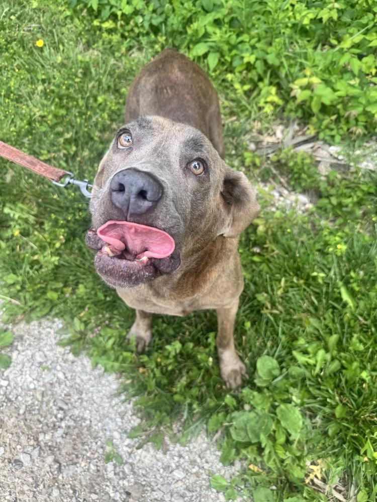 Jean, ADOPTABLE, Senior Female Cane Corso.
